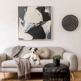 Puppy on sofa | Yetzer Home Store