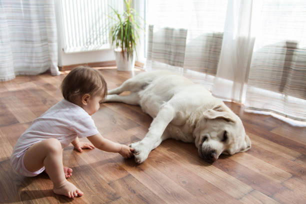 Baby touches dog's feet | Yetzer Home Store