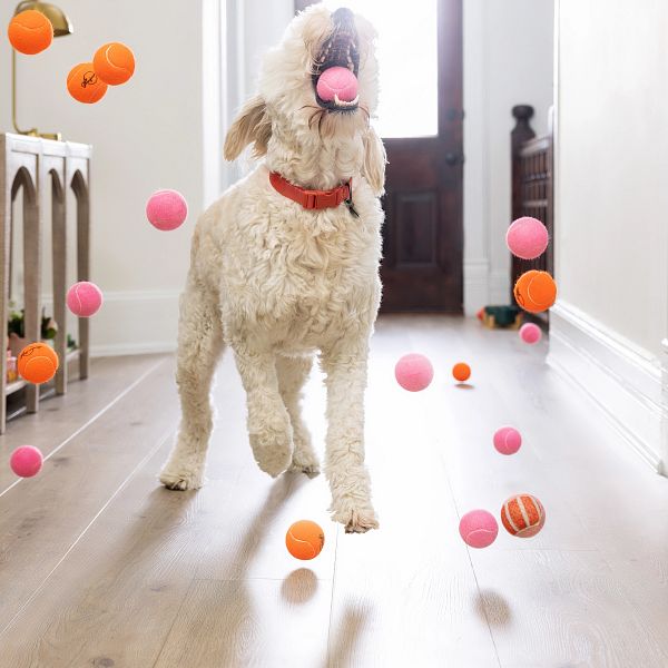 Puppy playing with balls | Yetzer Home Store